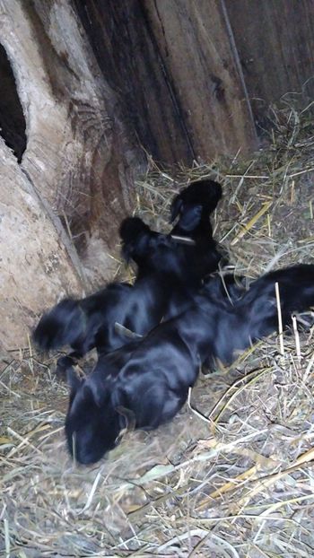  - Iepurii mei 2020-2021