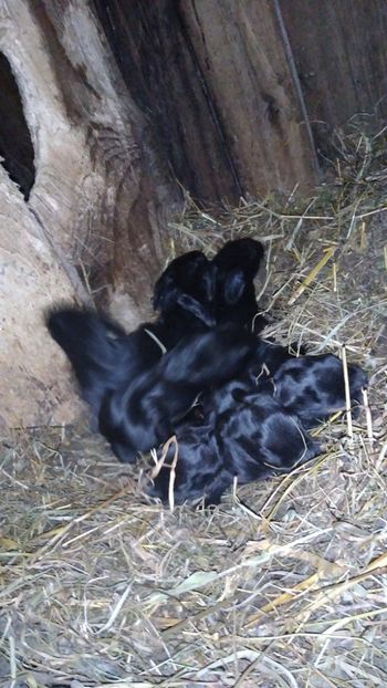  - Iepurii mei 2020-2021