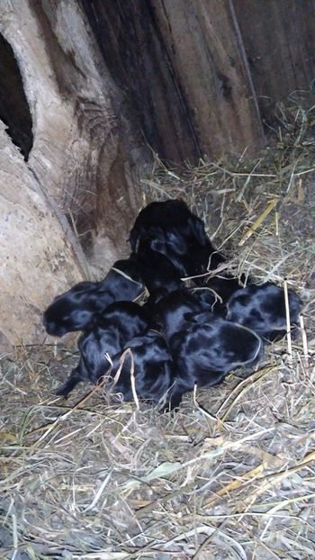  - Iepurii mei 2020-2021