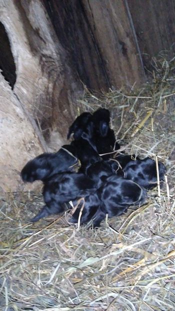  - Iepurii mei 2020-2021