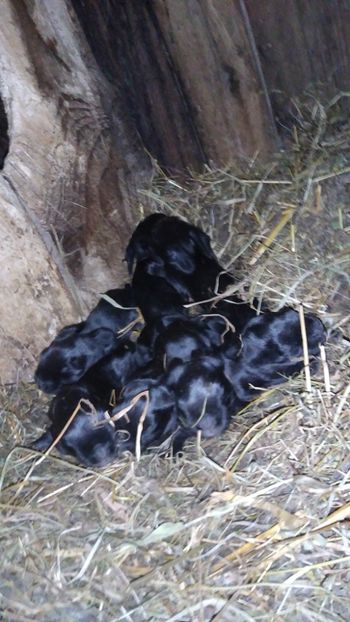  - Iepurii mei 2020-2021