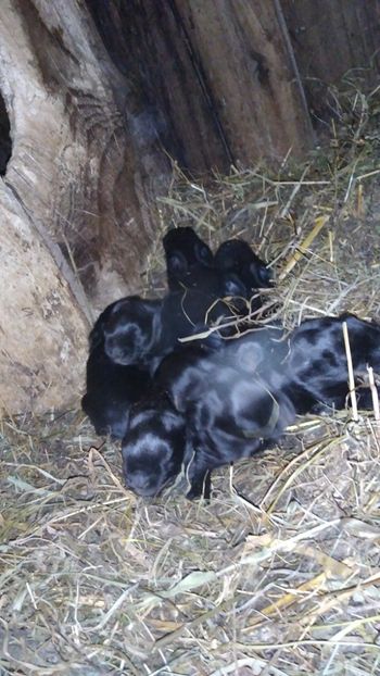  - Iepurii mei 2020-2021