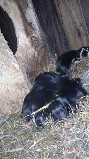  - Iepurii mei 2020-2021