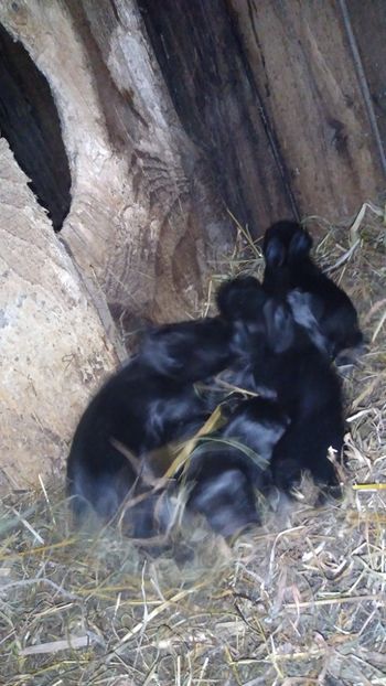  - Iepurii mei 2020-2021