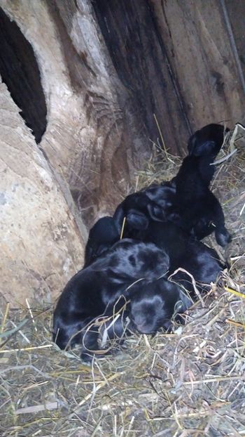  - Iepurii mei 2020-2021