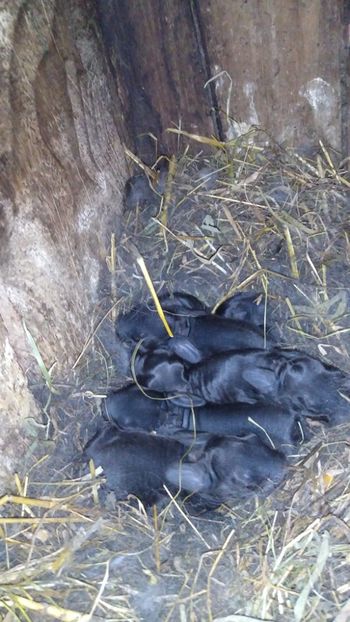  - Iepurii mei 2020-2021