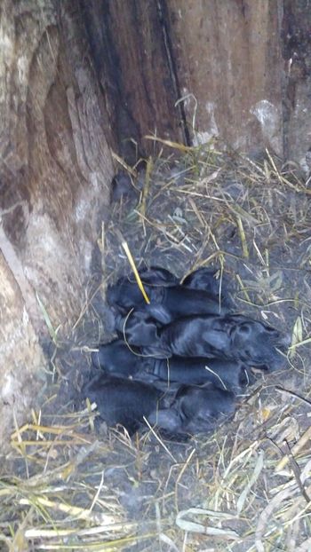  - Iepurii mei 2020-2021