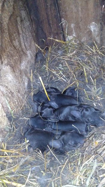  - Iepurii mei 2020-2021