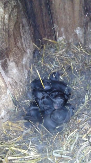  - Iepurii mei 2020-2021