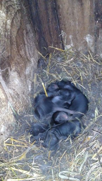  - Iepurii mei 2020-2021