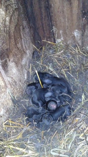  - Iepurii mei 2020-2021