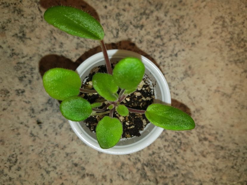 06.05.2020 - Lituanika