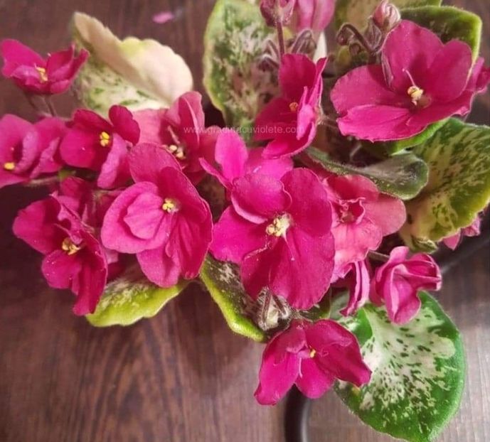 Poza net - Mac s Just Jeff