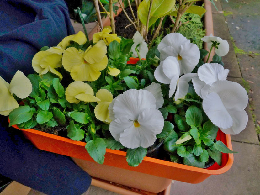  - 2021 - 01 - Primavara