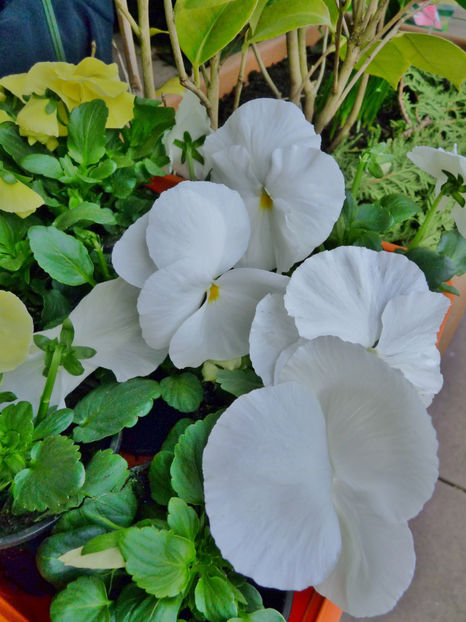  - 2021 - 01 - Primavara