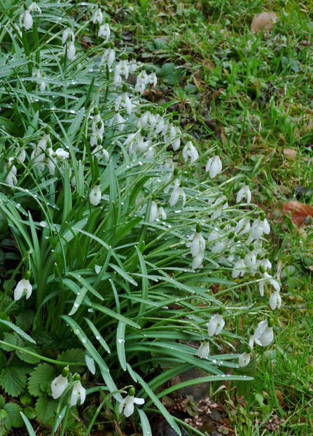 Zgribuliti. - 2021 - 01 - Primavara