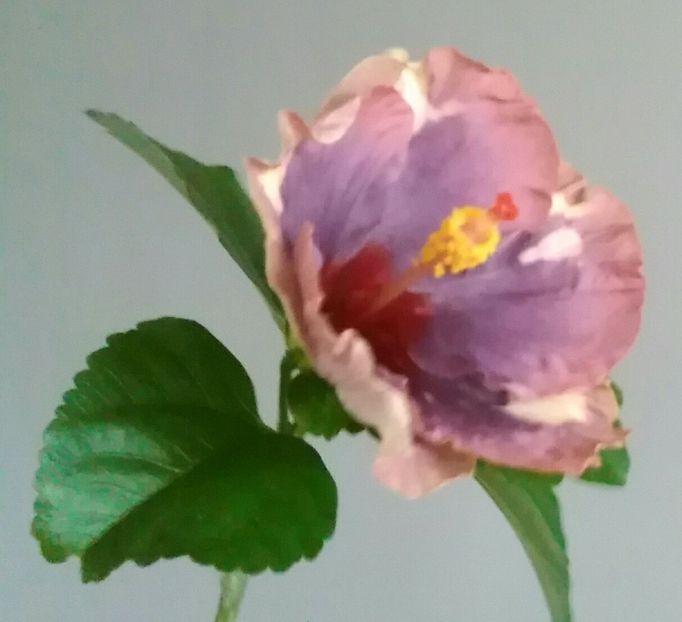  - Hibiscus Luv Memories