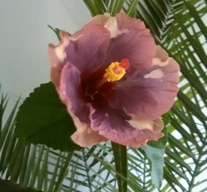  - Hibiscus Luv Memories