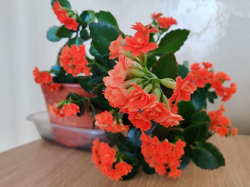  - Kalanchoe blossfeldiana