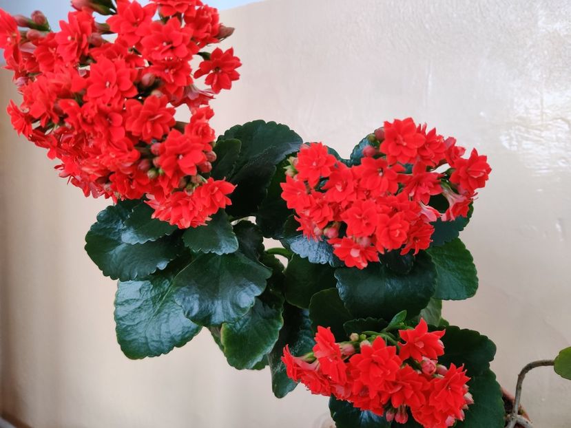  - Kalanchoe blossfeldiana