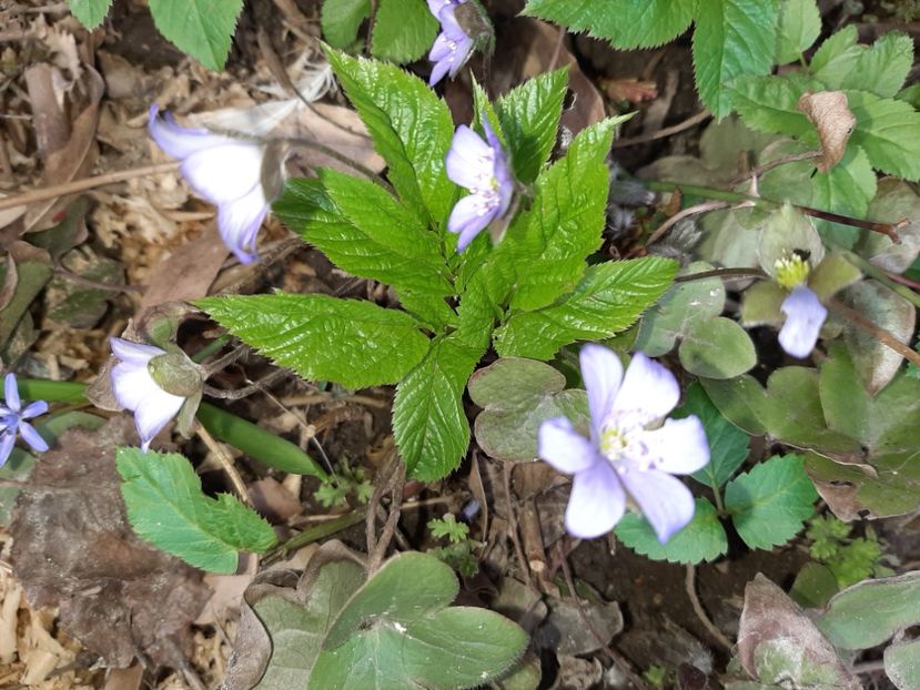  - La țară în martie 2021