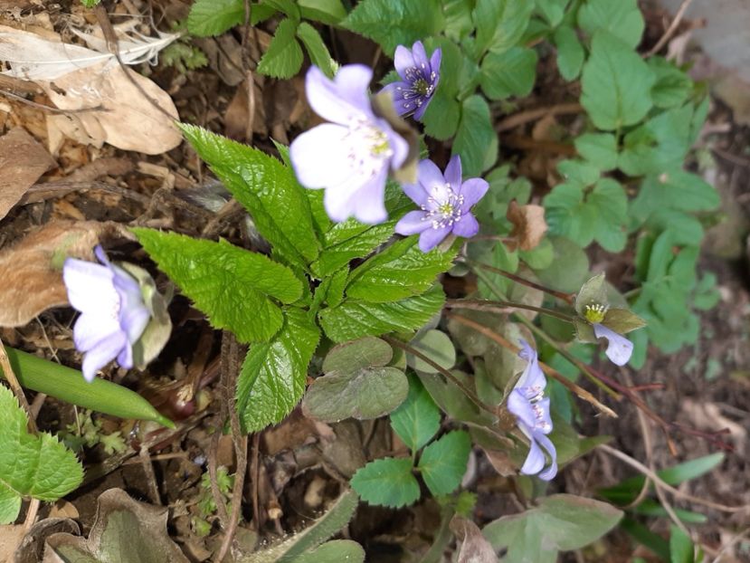  - La țară în martie 2021