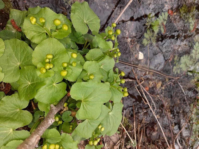  - La țară în martie 2021