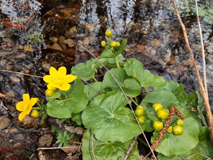  - La țară în martie 2021