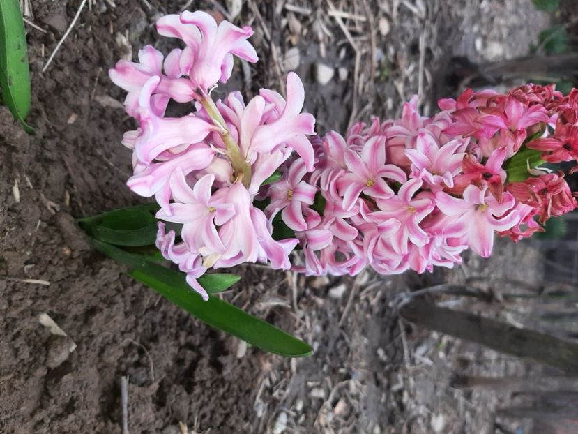  - La țară în martie 2021