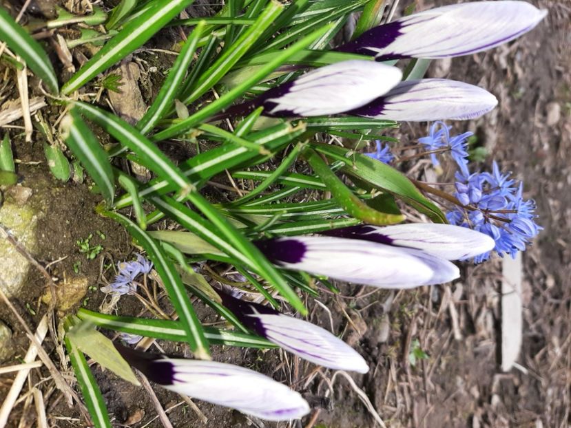  - La țară în martie 2021