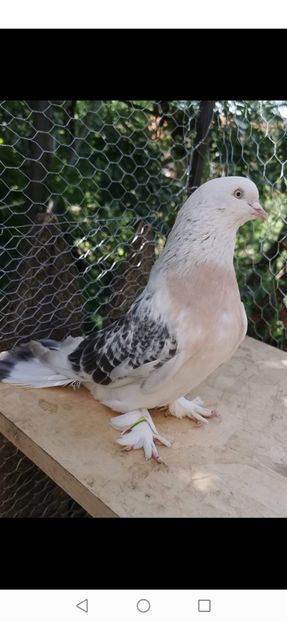 Screenshot_20210126_225527_com.facebook.orca - Takla