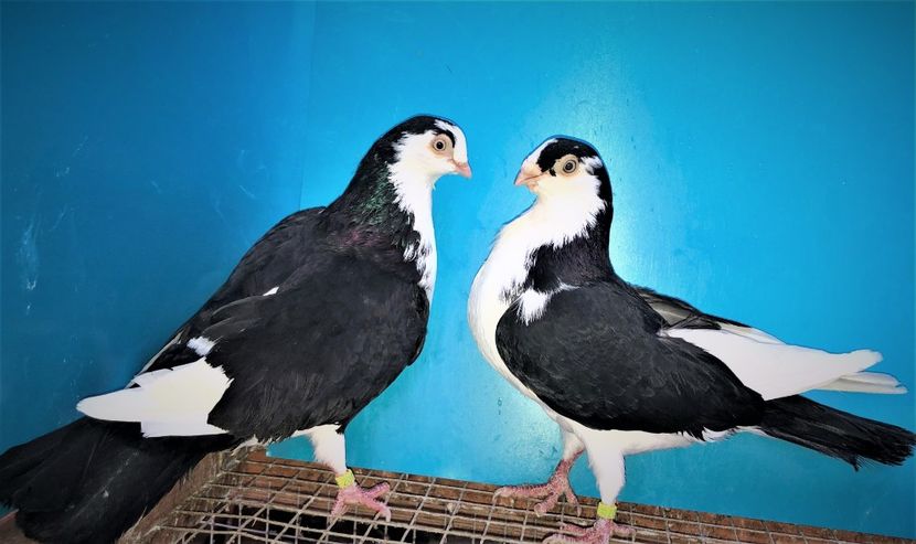 perechea  33 - B - perechi 2021