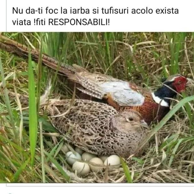  - O frumoasa si nobila pasiune