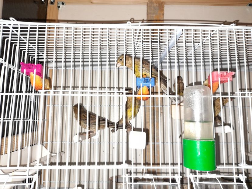  - Canari timbrado spaniol