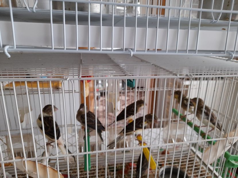  - Canari timbrado spaniol