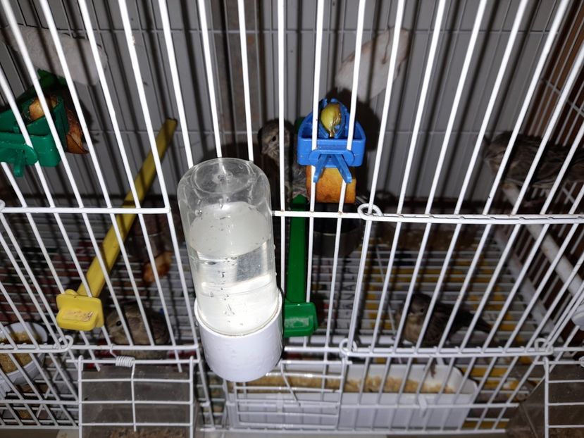  - Canari timbrado spaniol