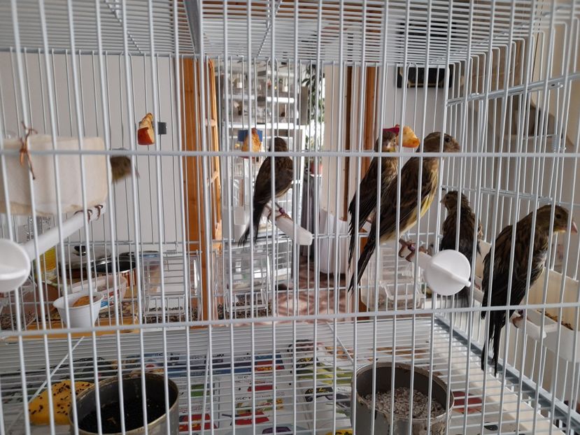  - Canari timbrado spaniol