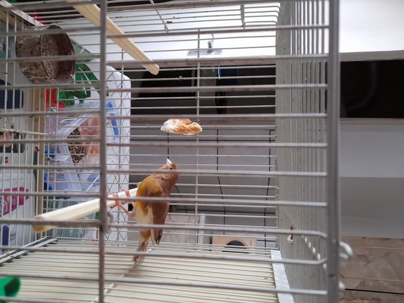  - Canari timbrado spaniol