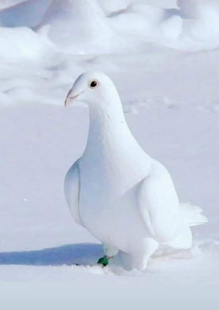  - NU IMI APARTIN ALBUM NR 2