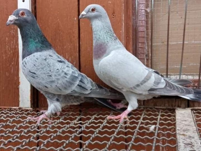  - NU IMI APARTIN ALBUM NR 2