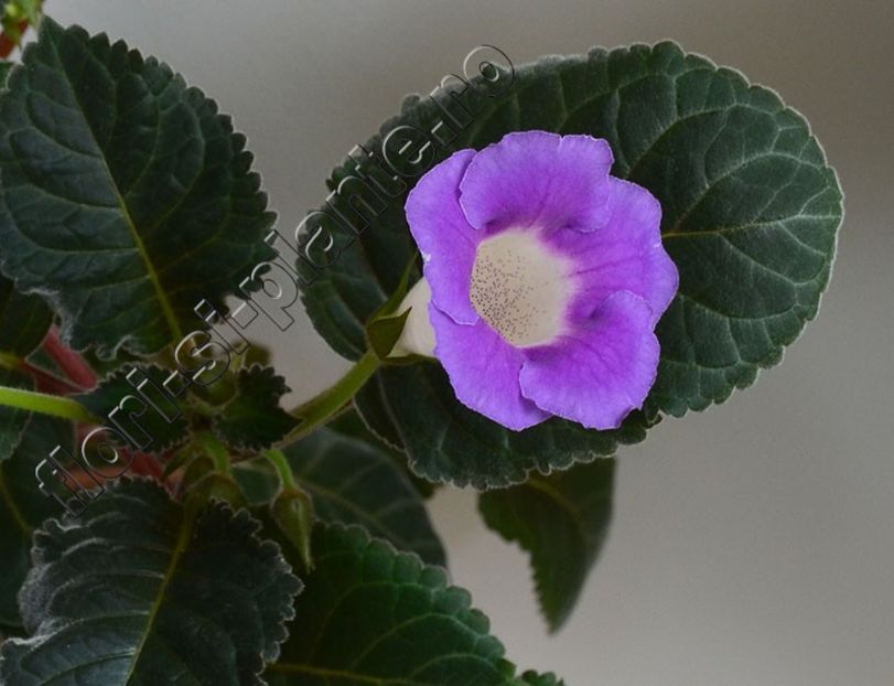 Sinningia Luci s Secret Name - GLOXINIA-SINNINGIA _COLECTIA 2020_2021