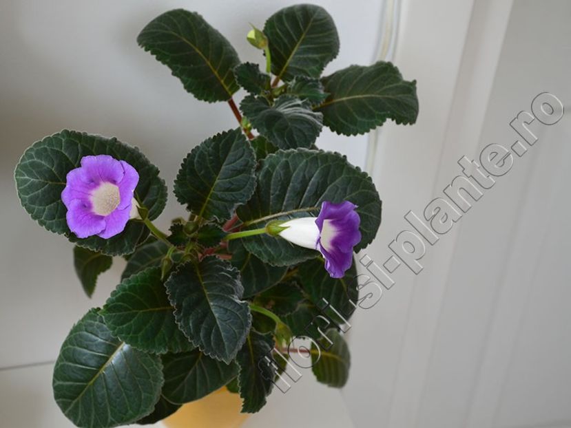 UPDATE - Sinningia Luci’s Secret Name - GLOXINIA-SINNINGIA _COLECTIA 2020_2024