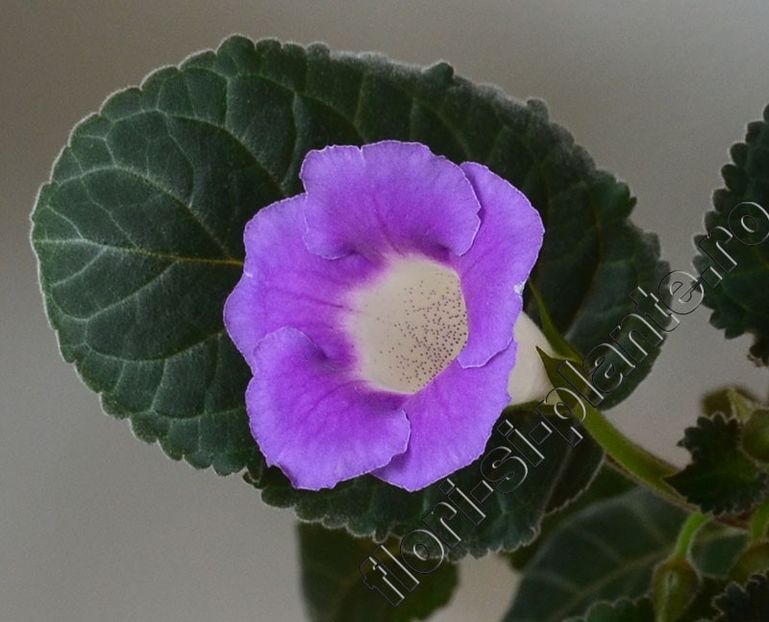 Sinningia Luci’s Secret Name - GLOXINIA-SINNINGIA _COLECTIA 2020_2024