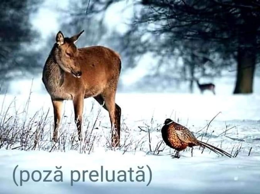  - O frumoasa si nobila pasiune