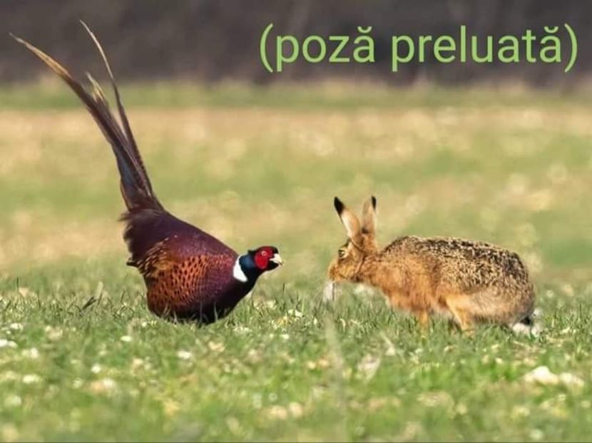  - O frumoasa si nobila pasiune