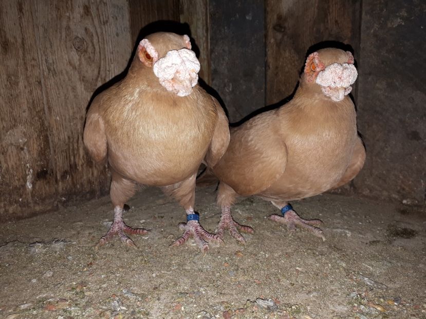 Pereche formată - K _ carunculați 2021