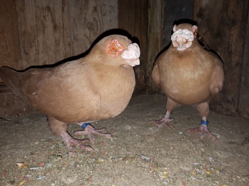  - K _ carunculați 2021