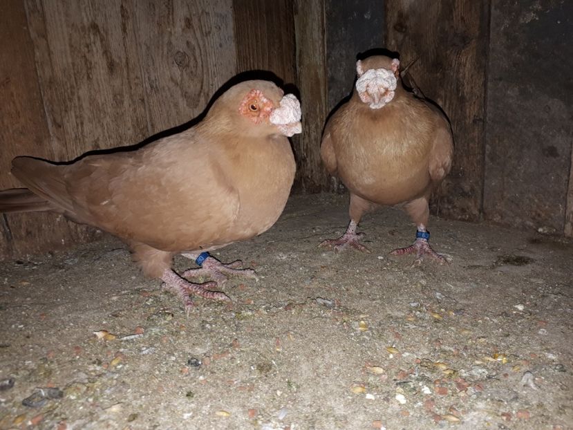  - K _ carunculați 2021