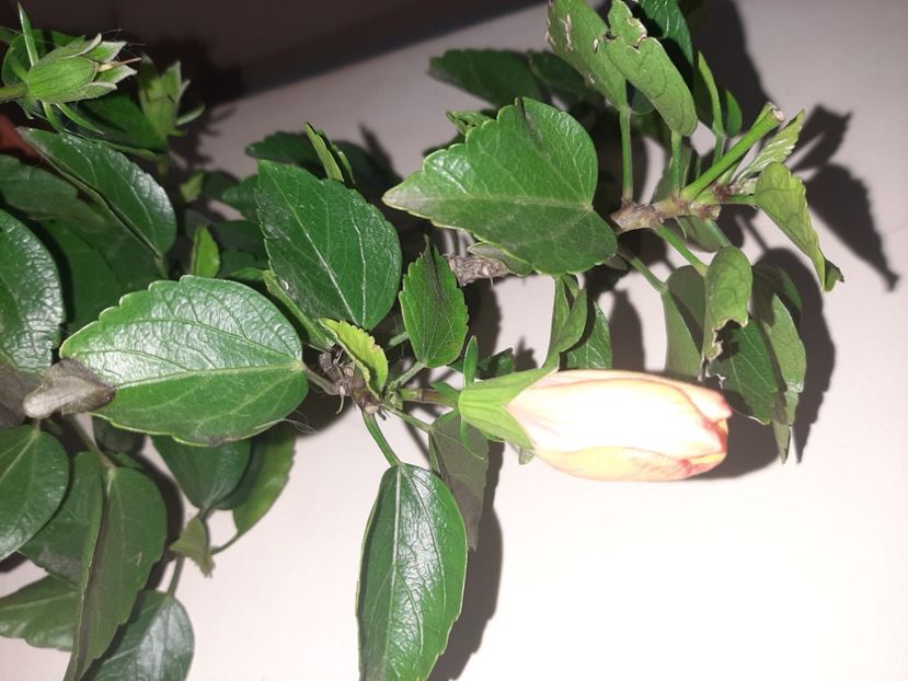  - Florile mele martie 2021