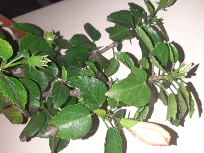  - Florile mele martie 2021